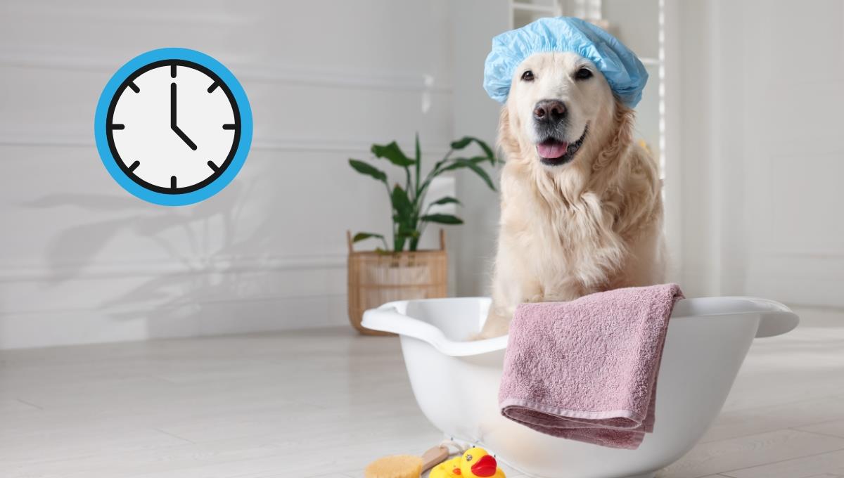 Conoce cuál es el mejor horario para bañar a tu perro